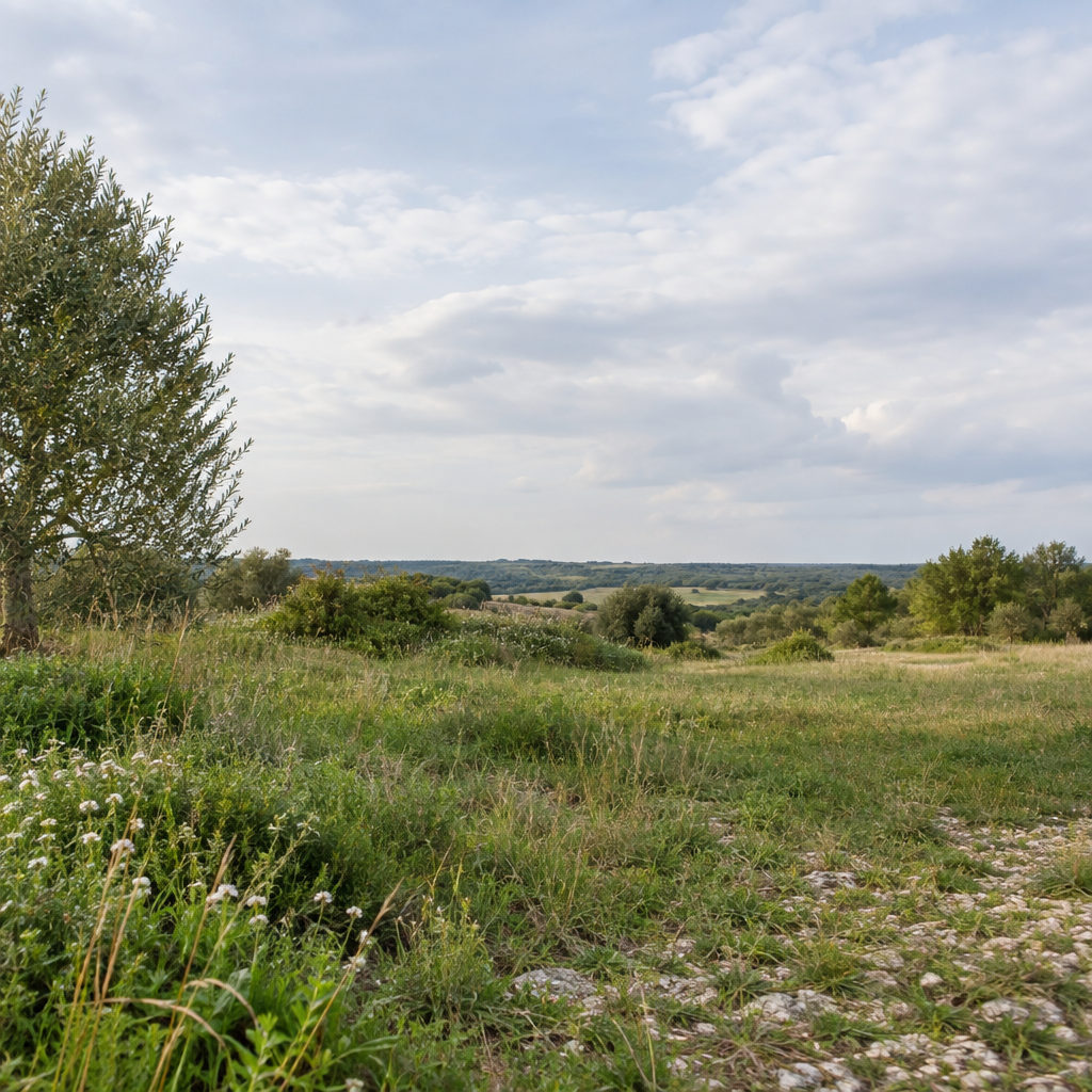 Illustration générée d’une ambiance de terrain, sans représentation du bien proposé.